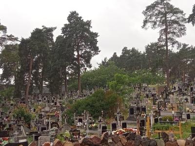 wycinka-na-cmentarzu-31