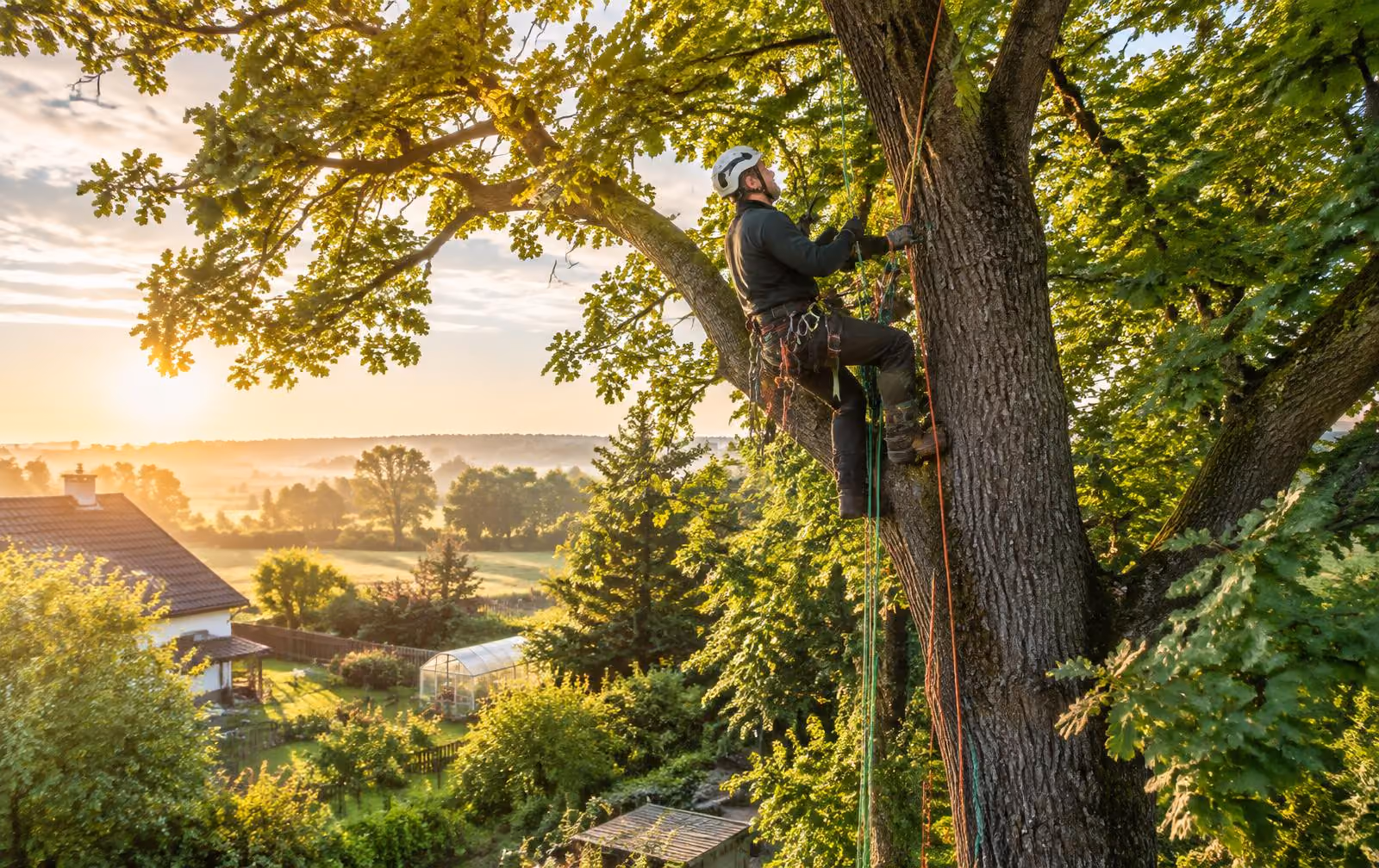 Arborysta Tree Care podczas pracy w koronie dębu